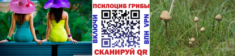 закладка  Волжск  нарко площадка состав  Псилоцибиновые грибы Psilocybine cubensis 